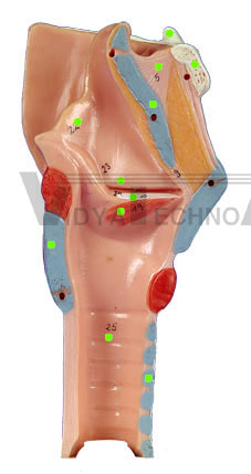 Larynx I - Vocal Folds